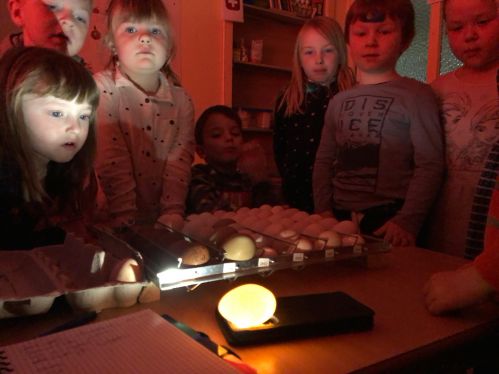 Ei für Ei wurde auf die Schierlampe gelegt und intensiv begutachtet.