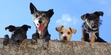 Kleine Haufen, großes Ärgernis – Verunreinigung durch Hundekot