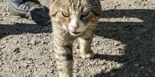 Zu wem gehört dieser Kater?
